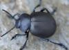 Timarcha tenebricosa